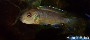 Metriaclima melissa 'Chewere'